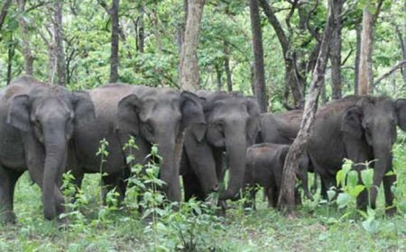 रंका चूतरू में हाथी कच्चे पक्के मकान को ध्वस किया, दरवाजे खिड़की तोड़ कर रखे अनाज सफाचट किया।
